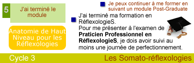 Formation en reflexologie plantaire, anatomie de haut niveau